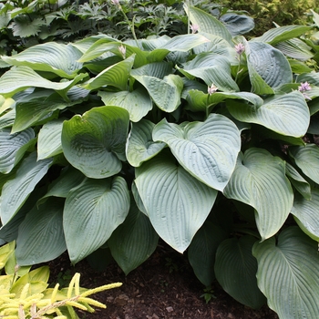 Hosta Shadowland® 'Empress Wu' (130053)