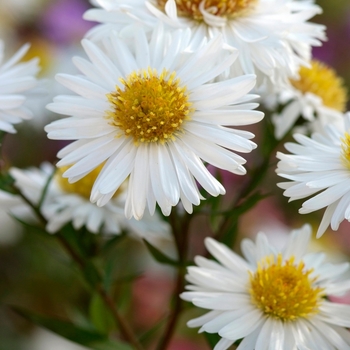 Aster ageratoides 'Starshine' (130134)