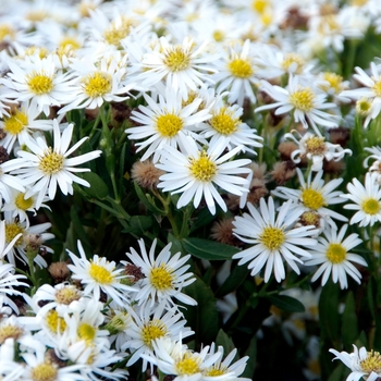 Aster ageratoides 'Starshine' (130135)