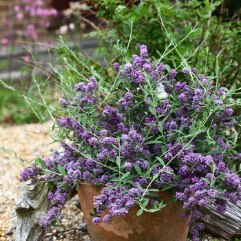 Buddleia alternifolia 'Unique®' (130138)