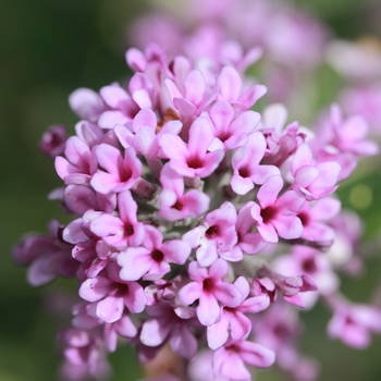 Buddleia alternifolia 'Unique®' (130140)