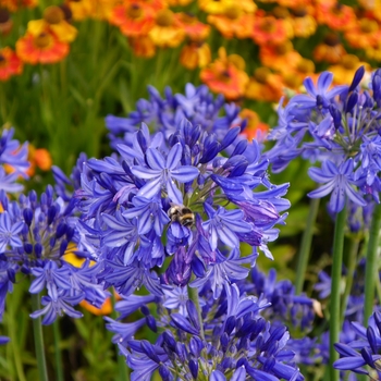 Agapanthus 'Northern Star' (130164)