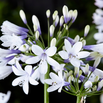 Agapanthus 'Twister' (130166)