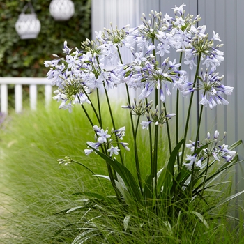 Agapanthus 'Twister' (130167)