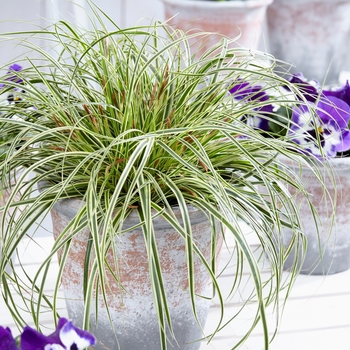 Carex oshimensis EverColor® 'Evercream' (130203)