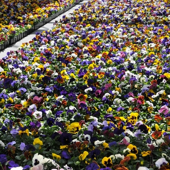 Viola x wittrockiana Matrix® 'Blotch Mix' (130206)