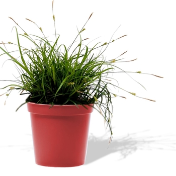 Carex oshimensis EverColor® 'Everdi' (130209)