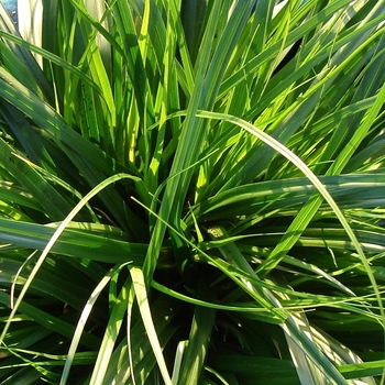 Carex oshimensis EverColor® 'Everdi' (130212)