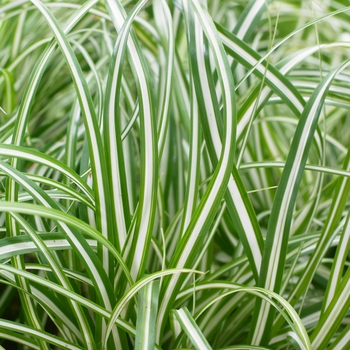 Carex oshimensis EverColor® 'Everlite' (130215)