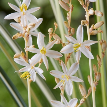 Chlorophytum saundersiae 'Starlight' (130239)