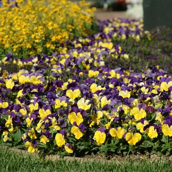 Viola x wittrockiana Matrix® 'Morpheus Mix' (130248)