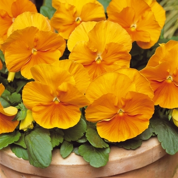 Viola x wittrockiana Matrix® 'Orange' (130254)