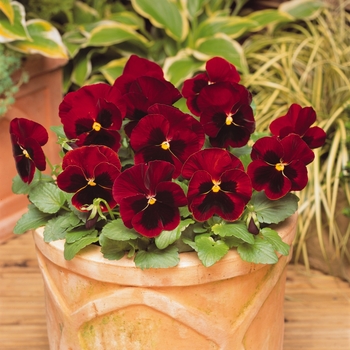 Viola x wittrockiana Matrix® 'Red Blotch' (130273)