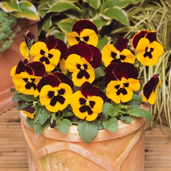 Viola x wittrockiana Matrix® 'Red Wing' (130276)