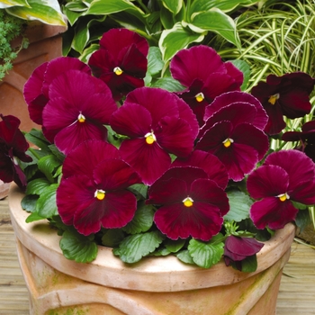 Viola x wittrockiana Matrix® 'Rose' (130278)