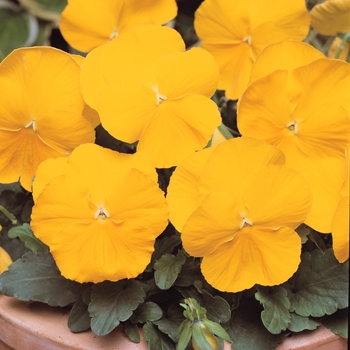 Viola x wittrockiana Matrix® 'Yellow Improved' (130295)