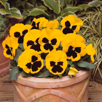 Viola x wittrockiana Matrix® 'Yellow Blotch' (130299)