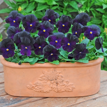 Viola cornuta Sorbet® XP 'Blackberry' (130306)