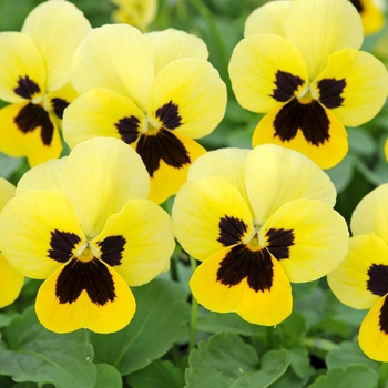 Viola cornuta Sorbet® XP 'Primrose Blotch' (130345)