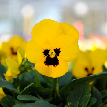 Viola cornuta Sorbet® XP 'Yellow Blotch' (130368)