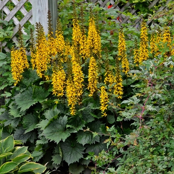 Ligularia 'Bottle Rocket' (130389)