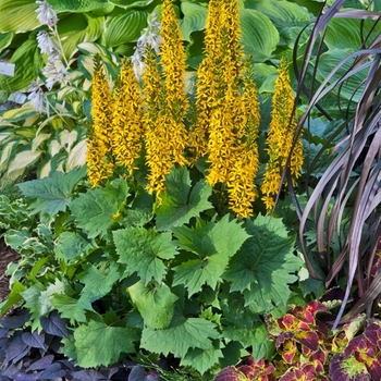 Ligularia 'Bottle Rocket' (130390)