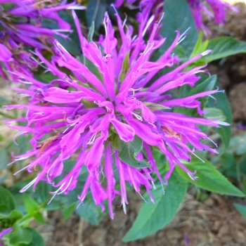 Monarda didyma Balmy™ 'Lilac' (130399)