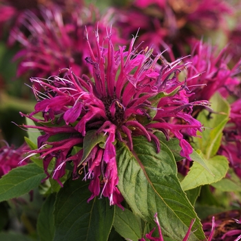 Monarda didyma Balmy™ 'Purple' (130402)