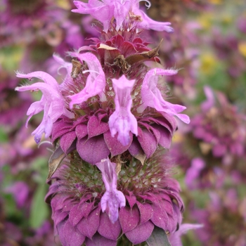 Monarda 'Bergamo' (130406)