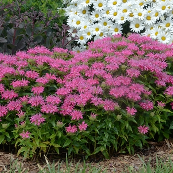 Monarda didyma 'Pardon My Pink' (130409)