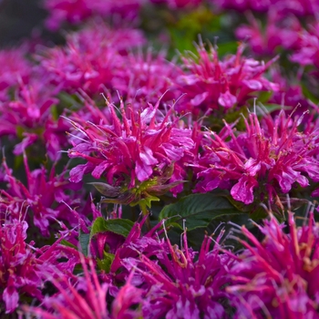 Monarda didyma 'Purple Pardon My' (130410)