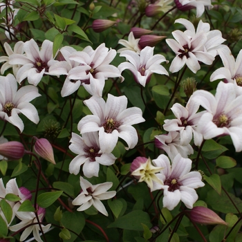 Clematis 'Princess Kate' (130429)