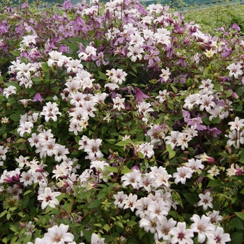 Clematis 'Princess Kate' (130431)