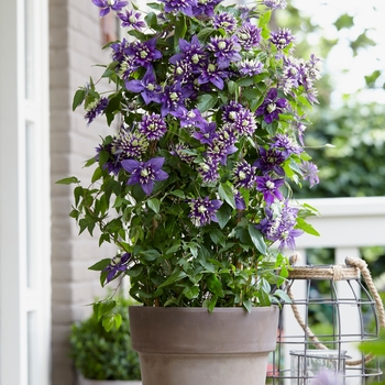 Clematis 'Taiga' (130433)