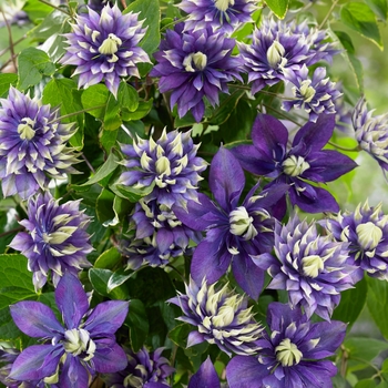 Clematis 'Taiga' (130435)