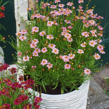 Coreopsis rosea Twinklebells 'Pink' (130440)