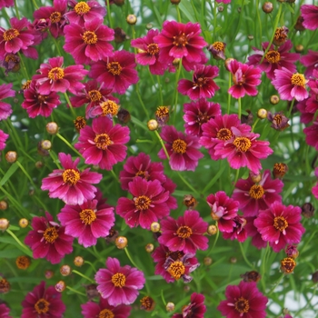 Coreopsis rosea Twinklebells 'Purple' (130444)