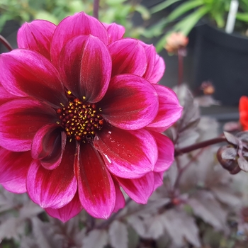 Dahlia Dreamy® 'Nights' (130456)