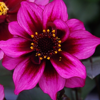 Dahlia Dreamy® 'Nights' (130457)