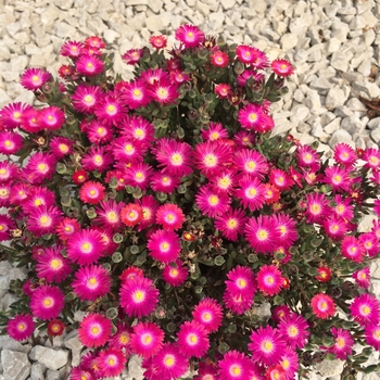 Delosperma Jewel of Desert 'Amethyst' (130460)