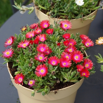 Delosperma Jewel of Desert 'Garnet' (130465)