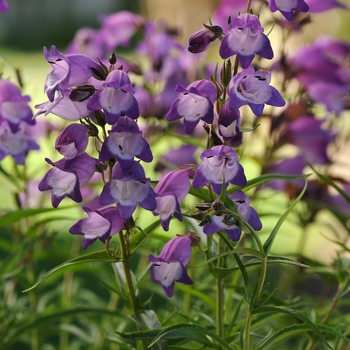 Penstemon x mexicali 'Carillo Purple' (130476)