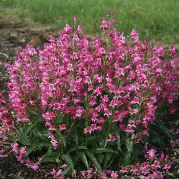 Penstemon Rock Candy® 'Pink' (130488)