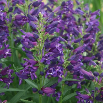 Penstemon Rock Candy® '' (130489)