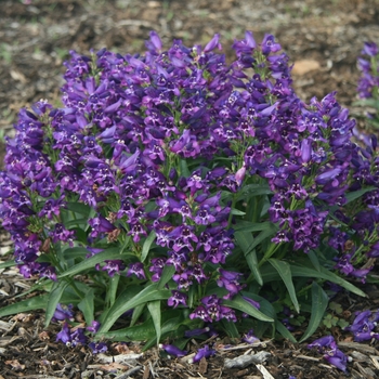 Penstemon Rock Candy® '' (130491)