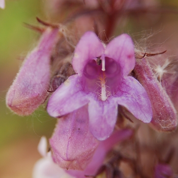 Penstemon digitalis 'Pocahontas' (130494)