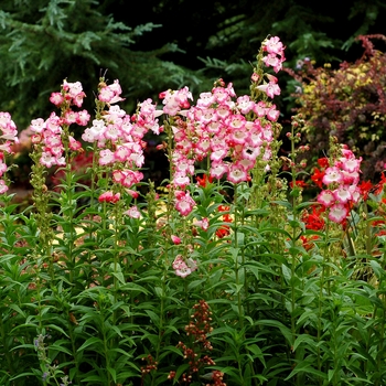 Penstemon 'Watermelon Taffy' (130503)