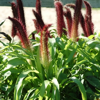 Pennisetum glaucum 'Jade Princess' (130511)