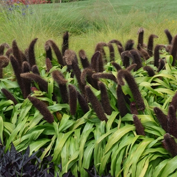 Pennisetum glaucum 'Jade Princess' (130512)