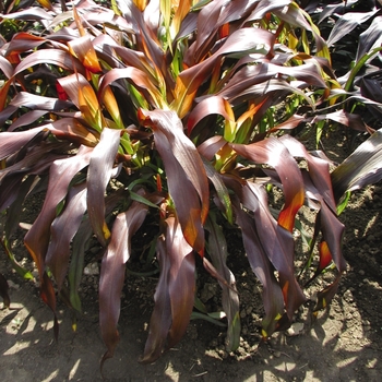 Pennisetum glaucum 'Jester' (130514)